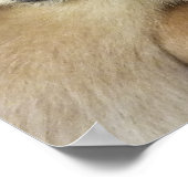 ギボン ポスター (角)