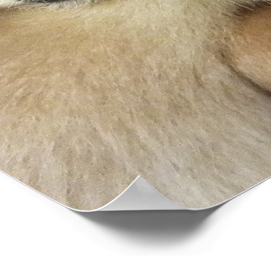 ギボン ポスター (角)