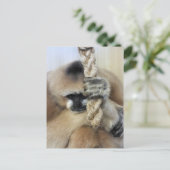 ギボン ポストカード (スタンド正面)