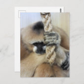 ギボン ポストカード (正面/裏面)