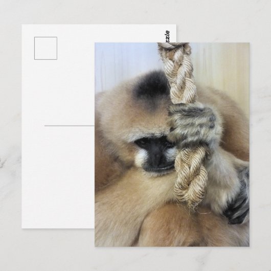 ギボン ポストカード (正面/裏面)