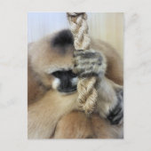 ギボン ポストカード (正面)