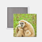 ギボン – マグネット (正面/裏面)