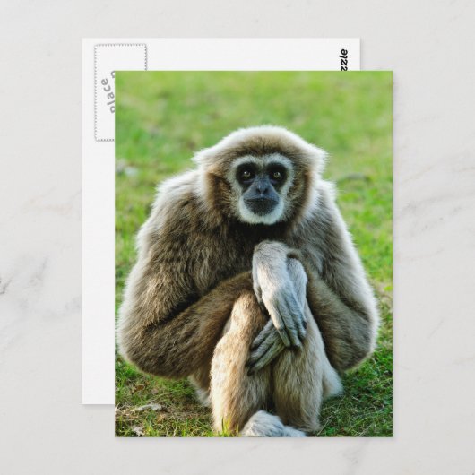 ギボン、生命の意味について話そう... ポストカード (正面/裏面)
