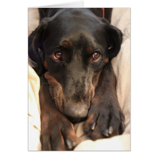 ギャビー・ザ・レスキュー空白のドッグ（カード）