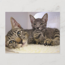 ギャベン&グローバー ポストカード