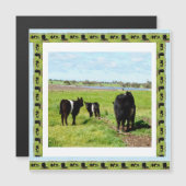 ギャロウェイ牛フレーム、磁気カード (正面/裏面)