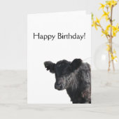 ギャロウェーのハンサムなベルトを付けられた雄牛 カード (黄色い花)