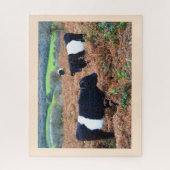 ギャロウェーのベルトを付けられた牛 ジグソーパズル (縦)