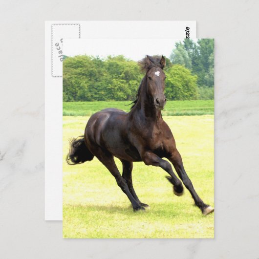 ギャロッピング馬はがき ポストカード (正面/裏面)
