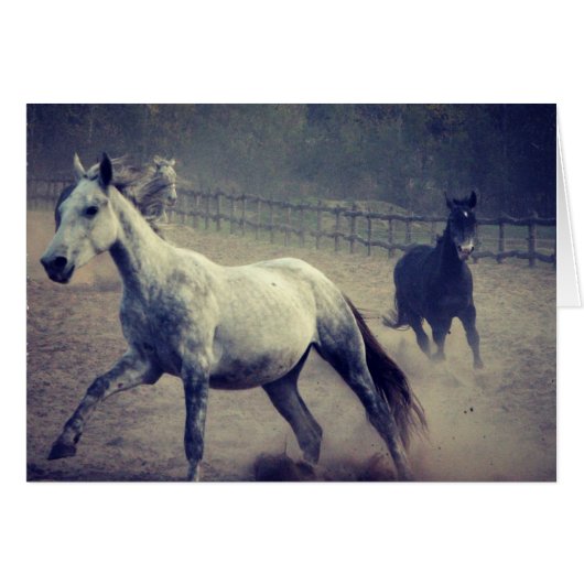 ギャロップ (正面横)