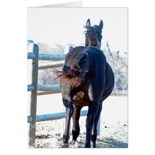 ギャロッ遠くにプ (正面)