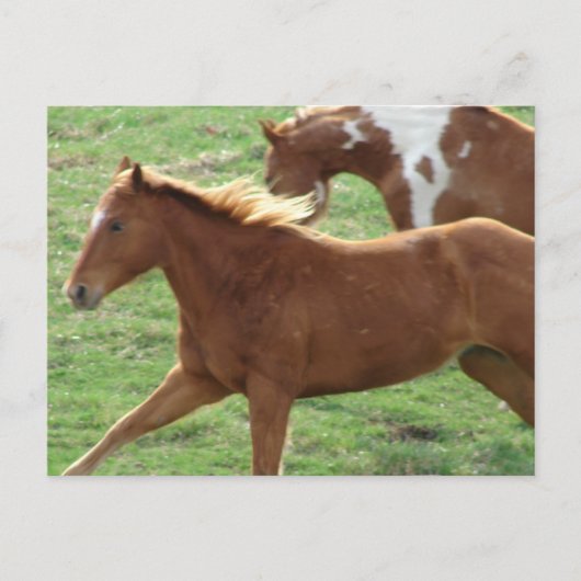 ギャロピング馬 ポストカード (正面)