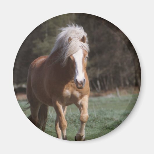 ギャロピンパロミノ磁石 マグネット (正面)