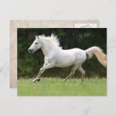 ギャロピンホワイトホース ポストカード (正面/裏面)