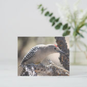 ギラウッドペッカーポストカード ポストカード (スタンド正面)