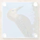 ギラウッドペッカー写真ユニーク南西デザートバード ガラスコースター (裏面)