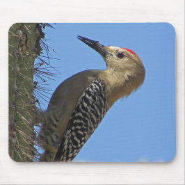 ギラキツツキ サボテン 荒野 鳥 野生動物 写真 マウスパッド
