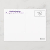 ギラッフェズアットウッドランドパーク動物園はがき ポストカード (裏面)