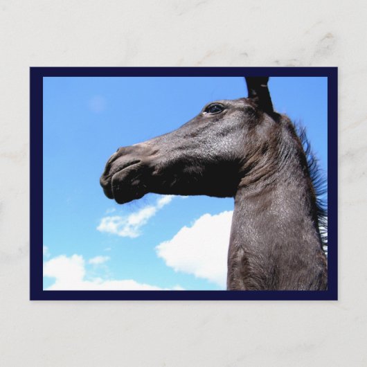 ギラフの馬のはがき ポストカード (正面)