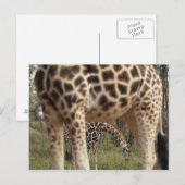 ギラフェス2 ポストカード (正面/裏面)