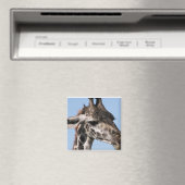 ギラフ磁石 マグネット (インサイチュ (食洗機))