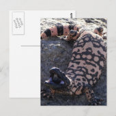 ギラモンスター ポストカード (正面/裏面)