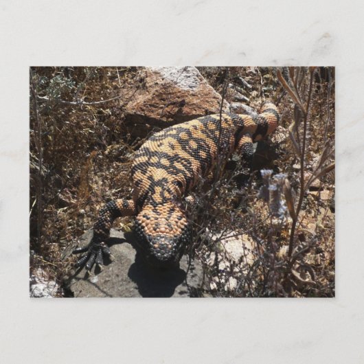 ギラ葉書 ポストカード (正面)