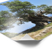 ギリシャのオリーブの木（ケファロニア） フォトプリント            (角)