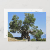 ギリシャのオリーブの木（ケファロニア） ポストカード (正面/裏面)