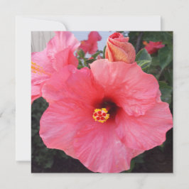 ギリシャのクレタ島の花 シーズンカード