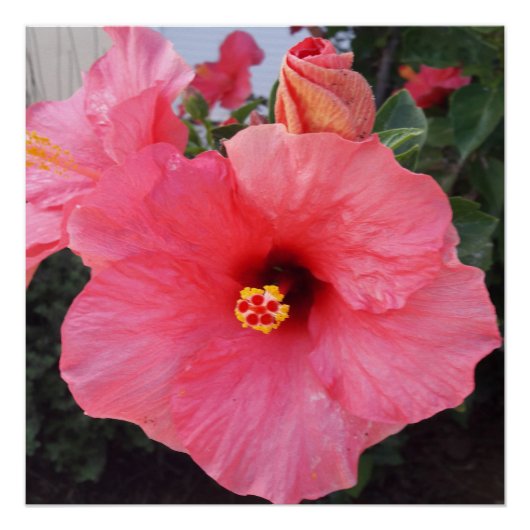 ギリシャのクレタ島の花 ポスター (正面)