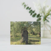 ギリシャのサソス島のオリーブの木 ポストカード (スタンド正面)