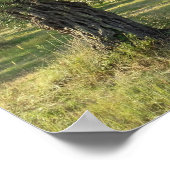 ギリシャのタッソス島にあるオリーブの木 ポスター (角)