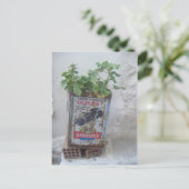 ギリシャのナクソス、オリーブスズで栽培される植物 ポストカード (スタンド正面)