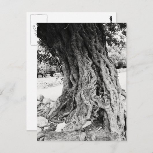 ギリシャの古代オリーブの木の幹の写真 ポストカード (正面/裏面)