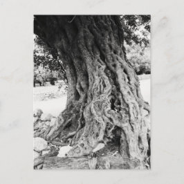 ギリシャの古代オリーブの木の幹の写真 ポストカード