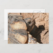 ギリシャの土地のカメ/カメ ポストカード (正面/裏面)