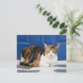 ギリシャの猫 ポストカード (スタンド正面)