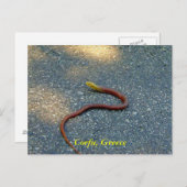 ギリシャ，コルフ ポストカード (正面/裏面)