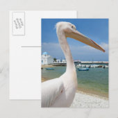 ギリシャ、Cyclades Islands、Mykonos、ペリカン ポストカード (正面/裏面)