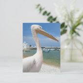 ギリシャ、Cyclades Islands、Mykonos、ペリカン ポストカード (スタンド正面)