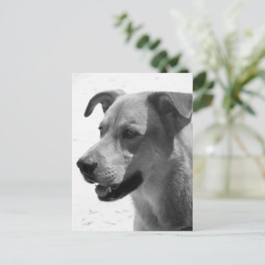 ギルバート ポストカード (スタンド正面)