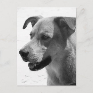 ギルバート ポストカード