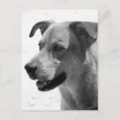 ギルバート ポストカード (正面)