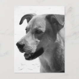 ギルバート ポストカード