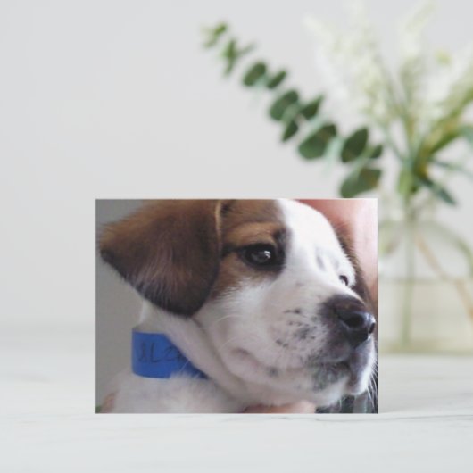 ギルバート ポストカード (スタンド正面)