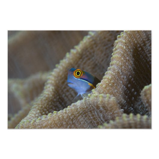 ギンポの仲間(Blenniidae)が頭を出している フォトプリント (正面)