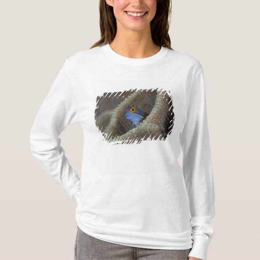 ギンポの仲間(Blenniidae)が頭を出している Tシャツ (正面)