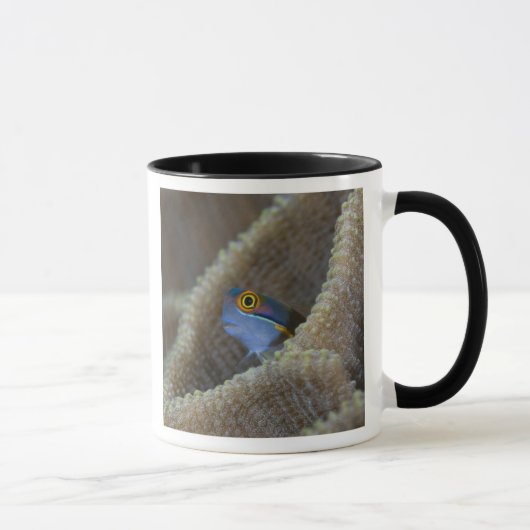 ギンポ科の魚が頭を出している マグカップ (右)